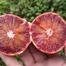 重庆血橙