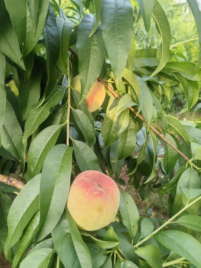 基地直销，品种纯，中桃9号，桃树苗，嫁接桃树苗，个大