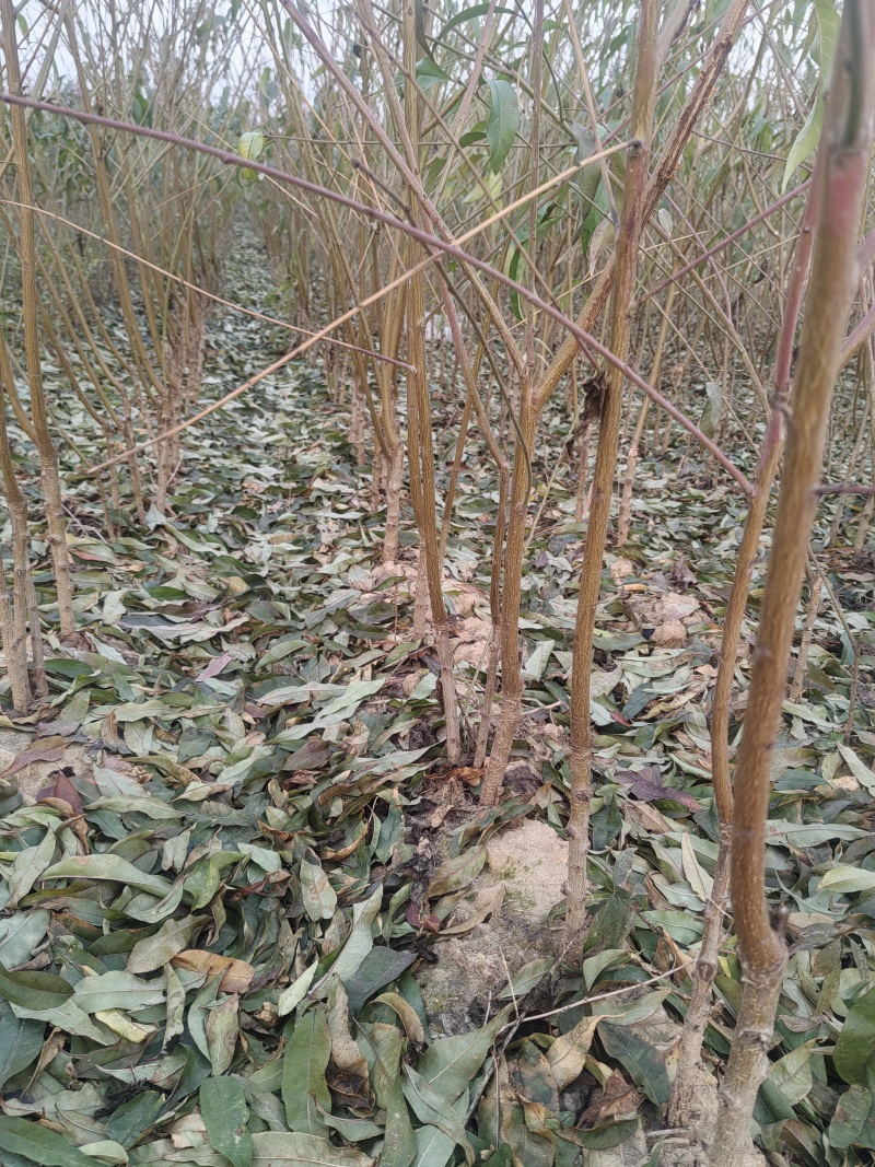 基地直销，品种纯，中桃9号，桃树苗，嫁接桃树苗，个大