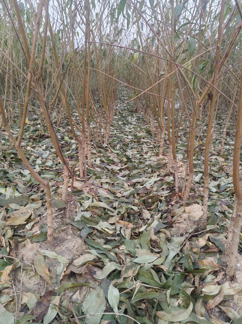 基地直销，品种纯，中桃9号，桃树苗，嫁接桃树苗，个大