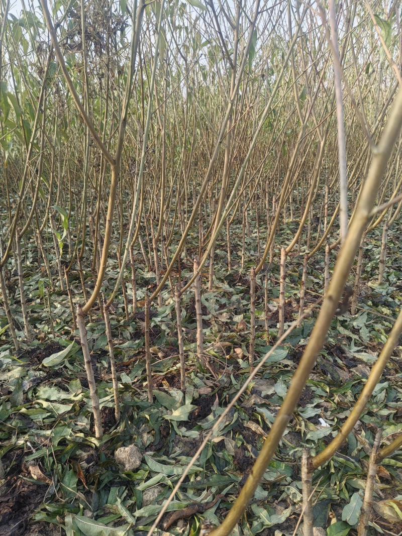 基地直销，品种纯，中桃9号，桃树苗，嫁接桃树苗，个大