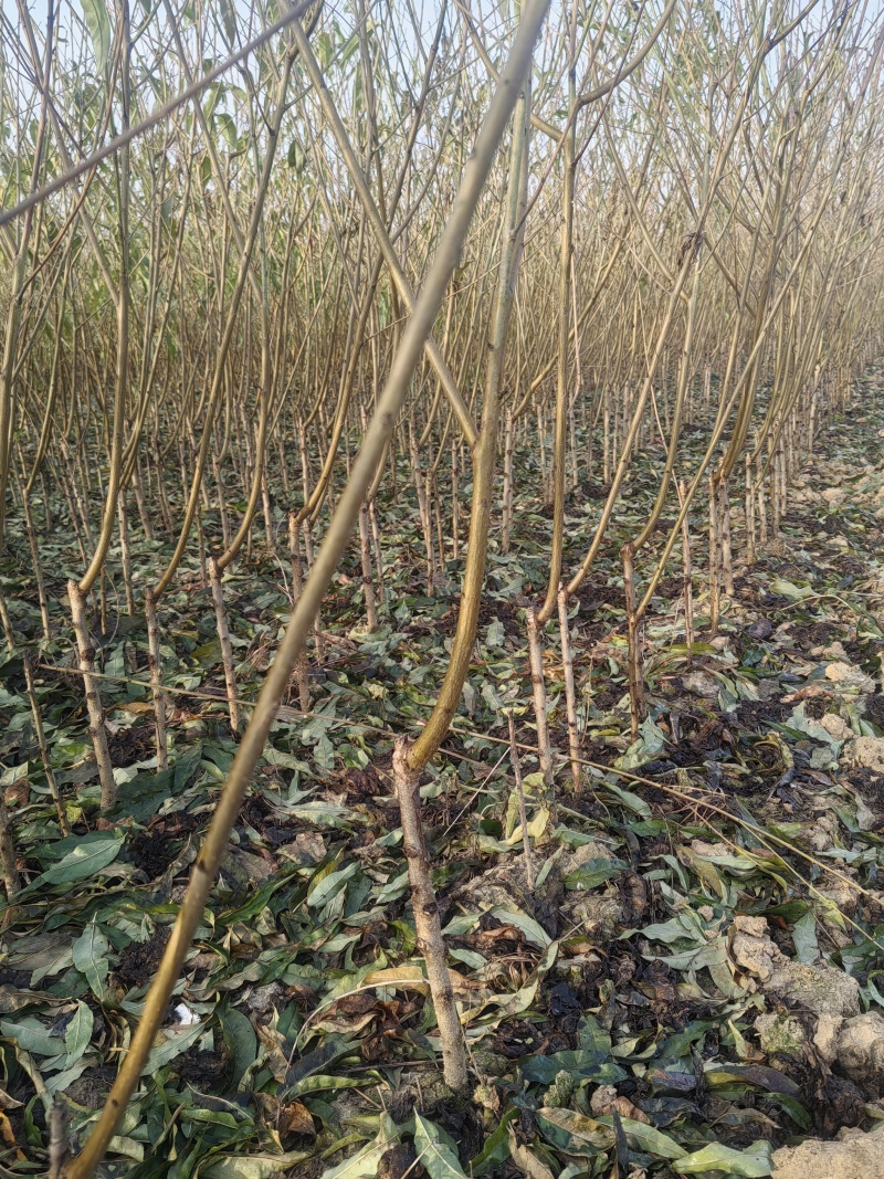 基地直销，品种纯，中桃9号，桃树苗，嫁接桃树苗，个大