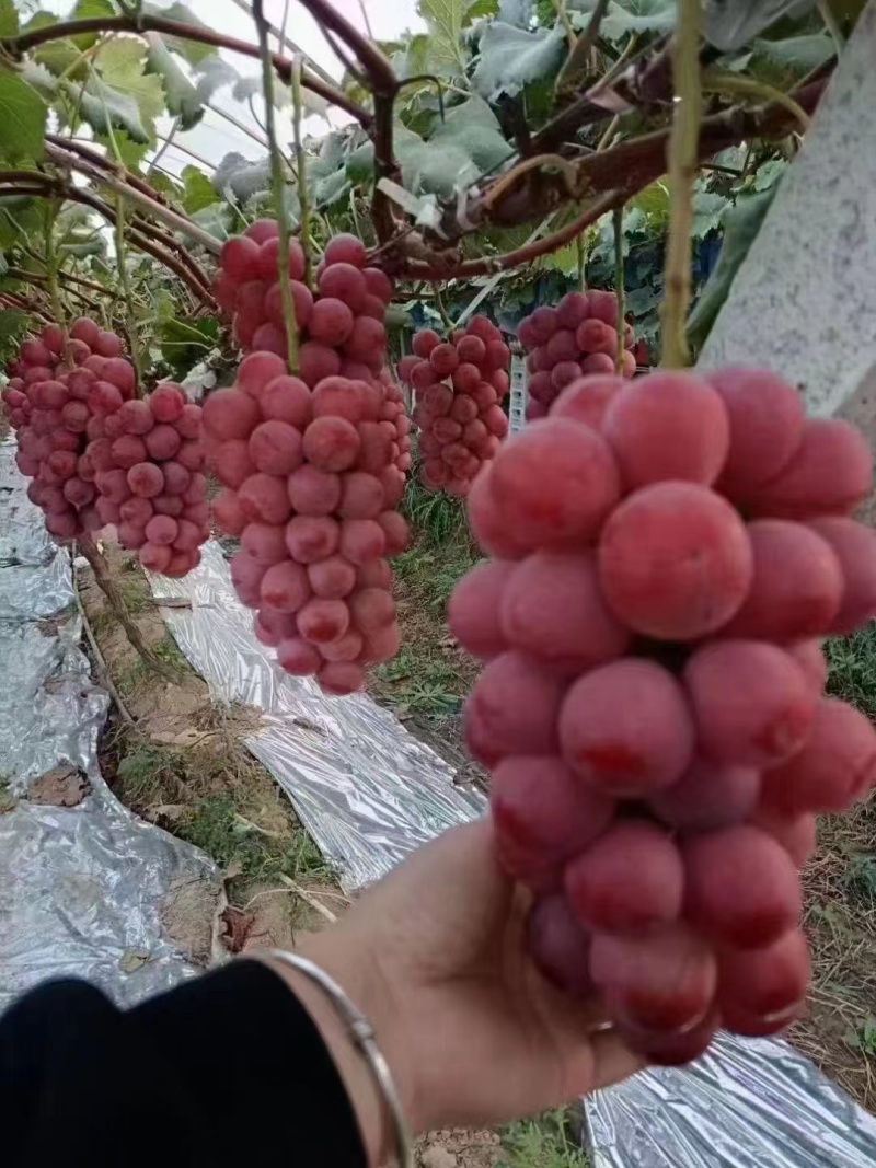葡萄妮娜皇后葡萄品质优良一手货源诚信经营