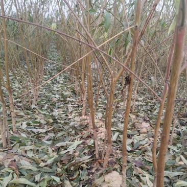 基地直销，品种纯，中桃9号，桃树苗，嫁接桃树苗，个大