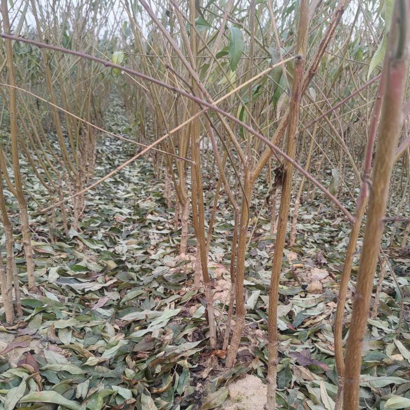 基地直销，品种纯，中桃9号，桃树苗，嫁接桃树苗，个大