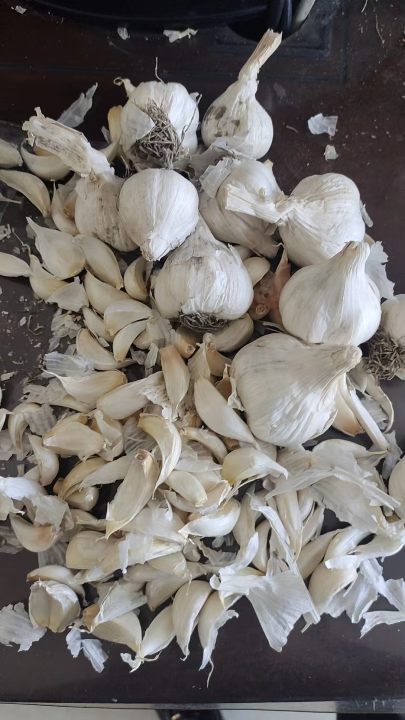 吉林长春农安一点红蒜种，大量供应！可提供技术指导