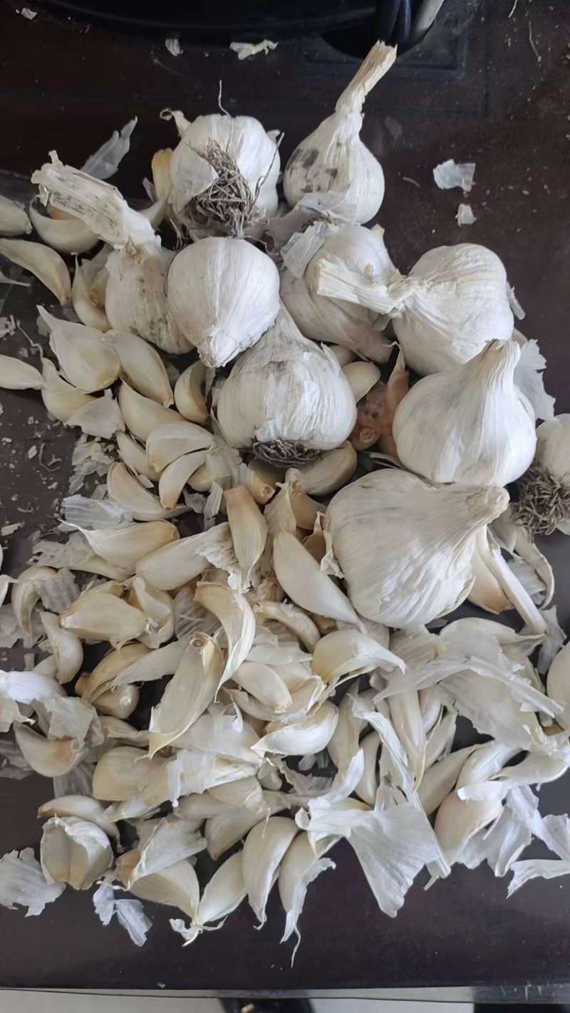 吉林长春农安一点红蒜种，大量供应！可提供技术指导