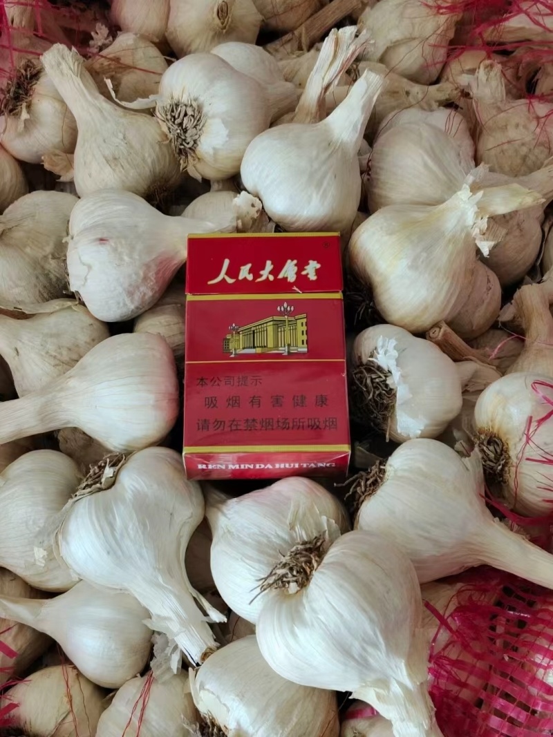 吉林长春农安一点红蒜种，大量供应！可提供技术指导