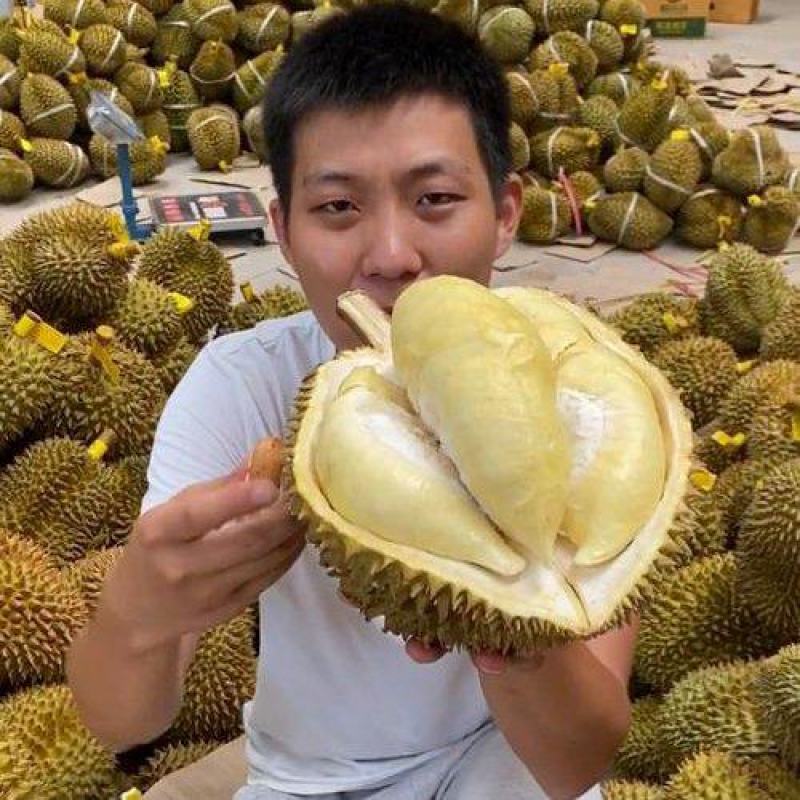 金枕榴莲产地直销，一手货源批发，坏果包赔，货到付款
