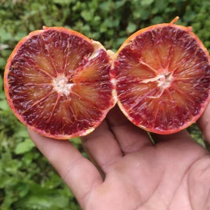 重庆血橙