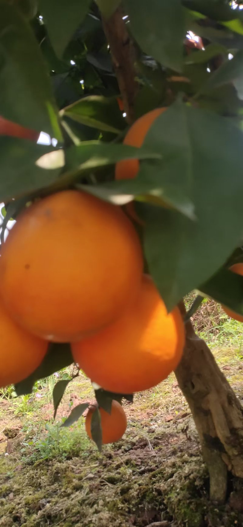 重庆血橙