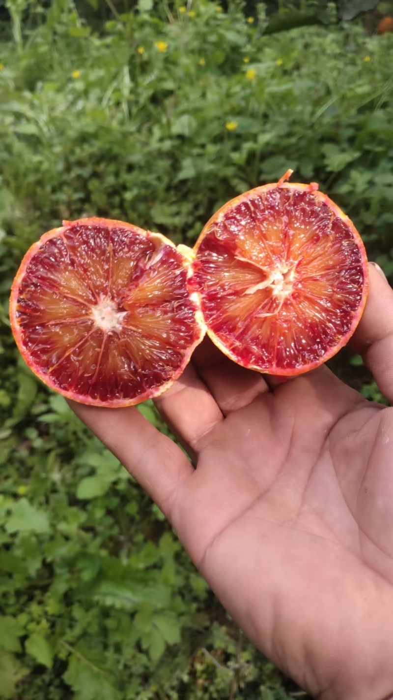 重庆血橙