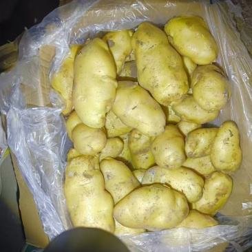 黄皮黄芯荷兰土豆