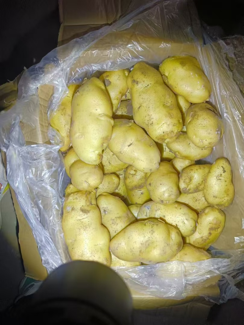 黄皮黄芯荷兰土豆
