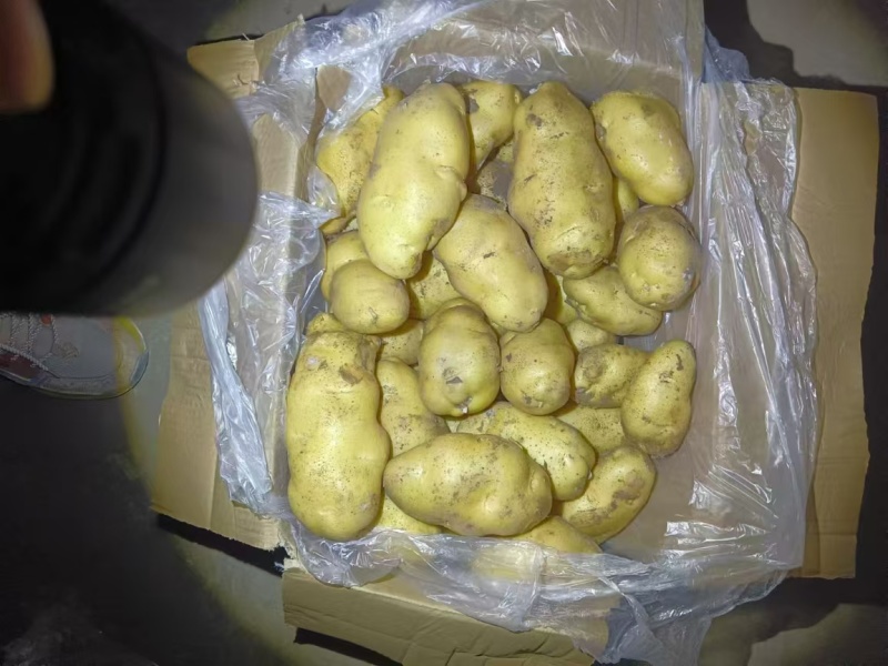 黄皮黄芯荷兰土豆