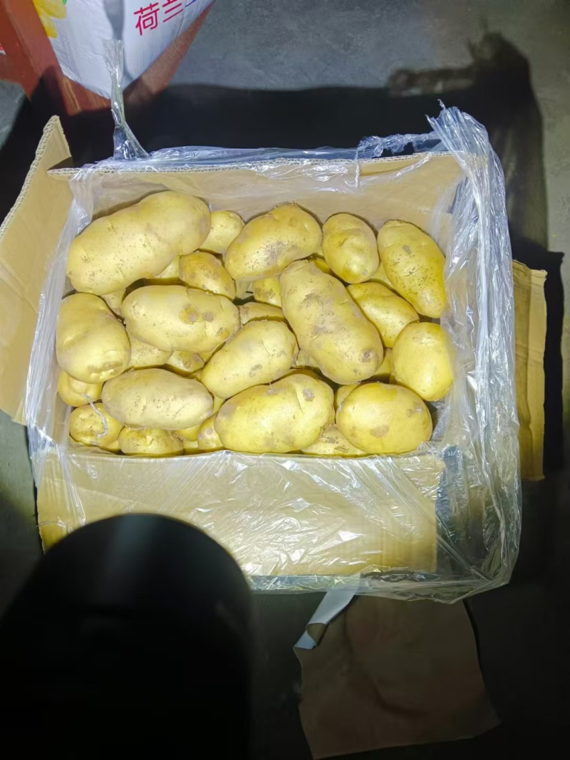 黄皮黄芯荷兰土豆