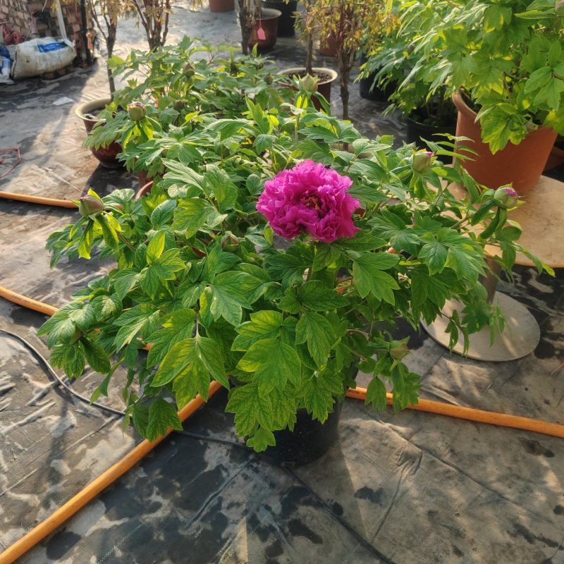 催花牡丹，大量上市！量大从优