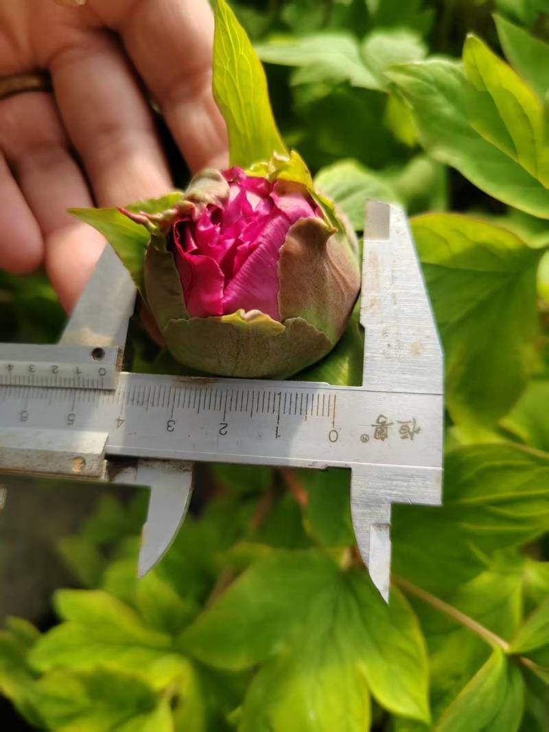 催花牡丹，大量上市！量大从优