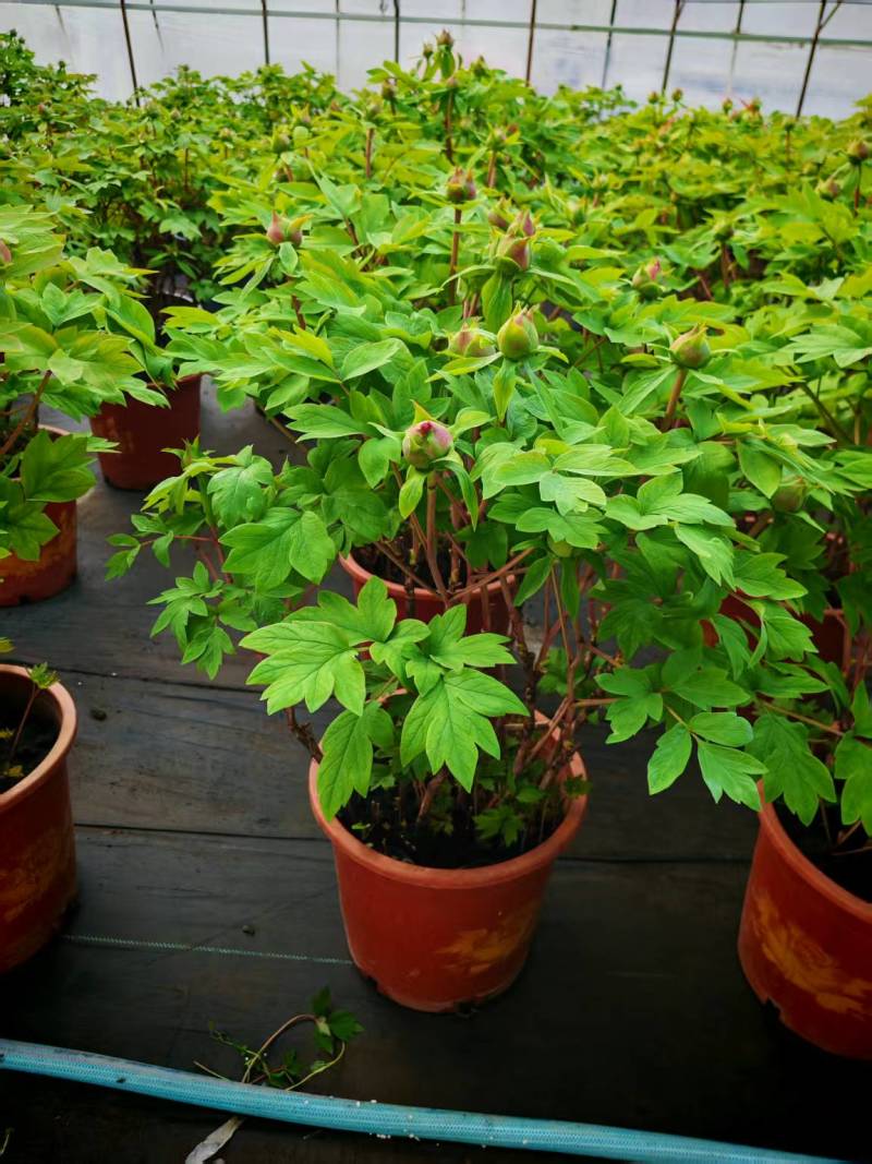 催花牡丹，大量上市！量大从优