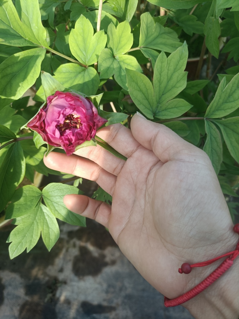 催花牡丹，大量上市！量大从优
