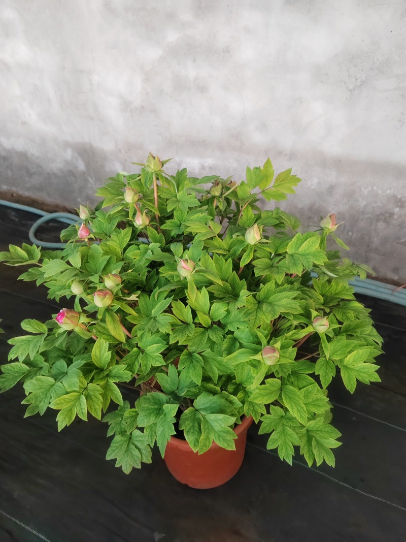 催花牡丹，大量上市！量大从优
