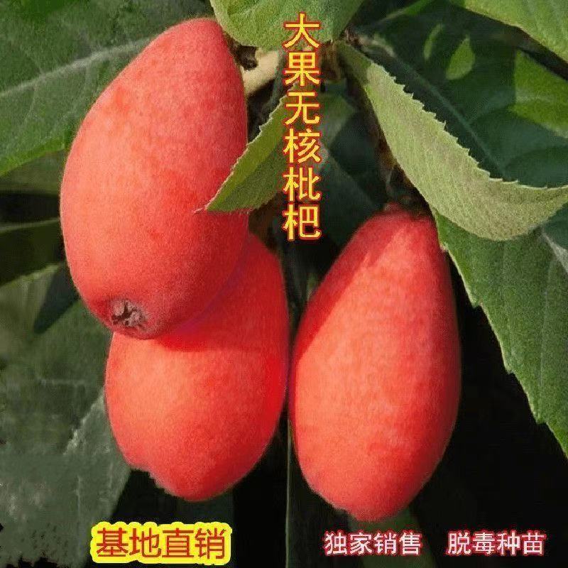 山东红肉枇杷苗，大量现货供应，规格齐全，欢迎来电咨询洽谈