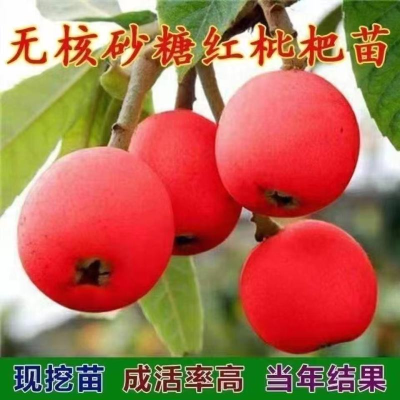 山东红肉枇杷苗，大量现货供应，规格齐全，欢迎来电咨询洽谈