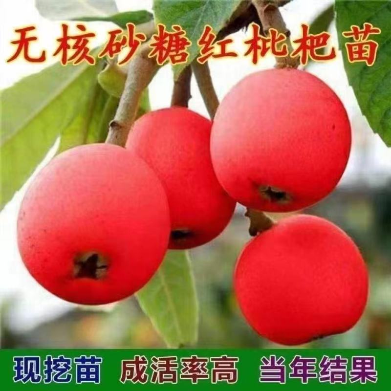 红肉枇杷苗产地一手货源，规格齐全成活率高，可视频看货