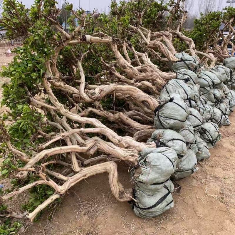 山东正宗四季金银花树苗盆栽绿植药用庭院大面积室内外种植耐
