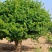 山东正宗四季金银花树苗盆栽绿植药用庭院大面积室内外种植耐