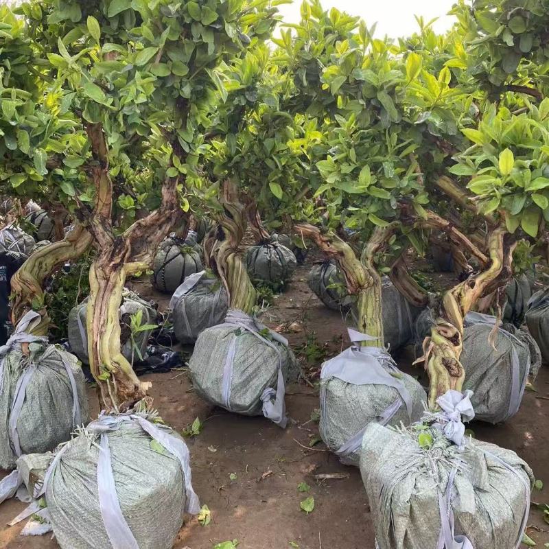 山东正宗四季金银花树苗盆栽绿植药用庭院大面积室内外种植耐