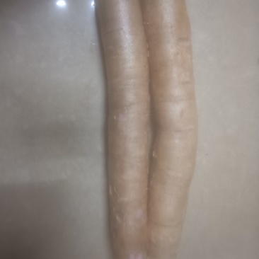 广西木薯