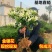 金银花苗百年老桩山东产地直发，诚信经营，可视频看货电联