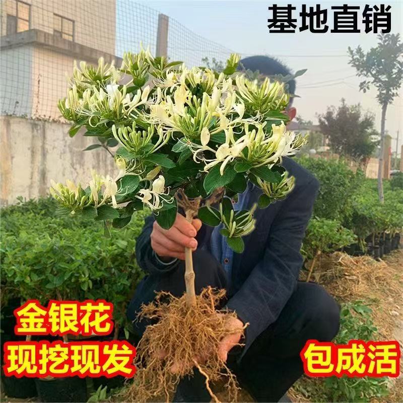 金银花苗百年老桩山东产地直发，诚信经营，可视频看货电联