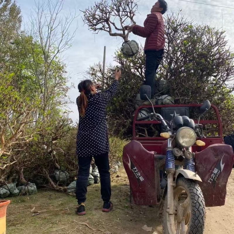 金银花苗百年老桩山东产地直发，诚信经营，可视频看货电联