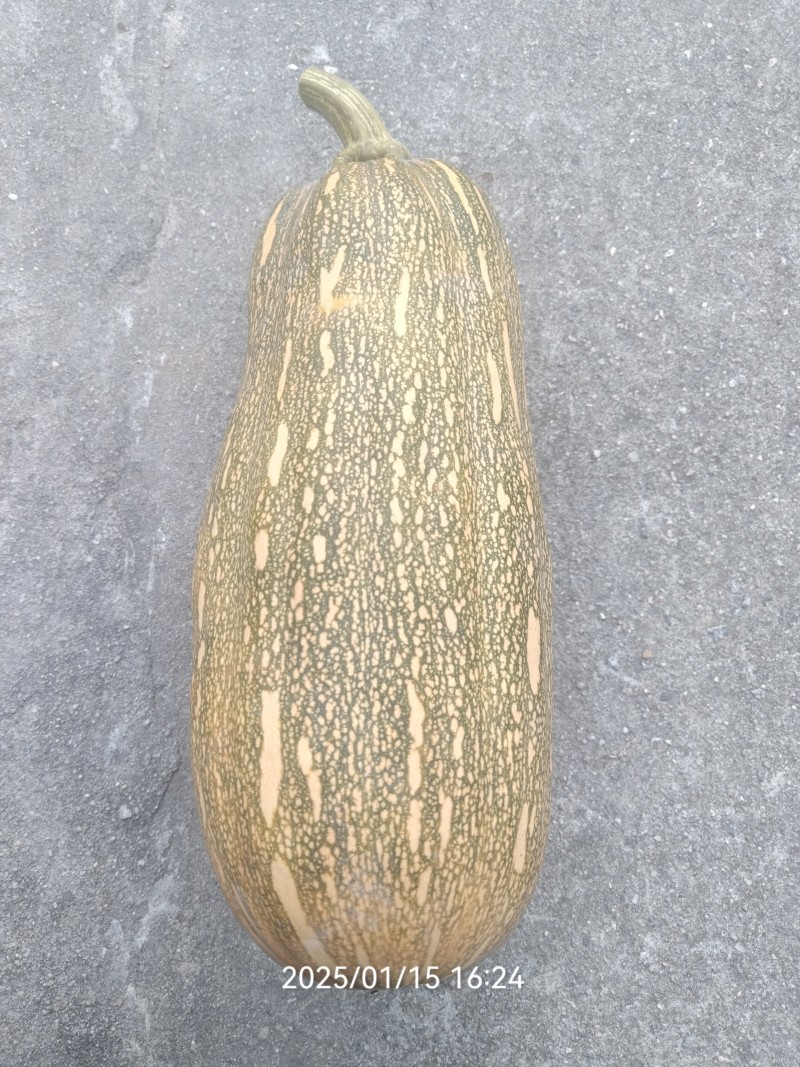 蜜本南瓜