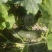 蜜本南瓜