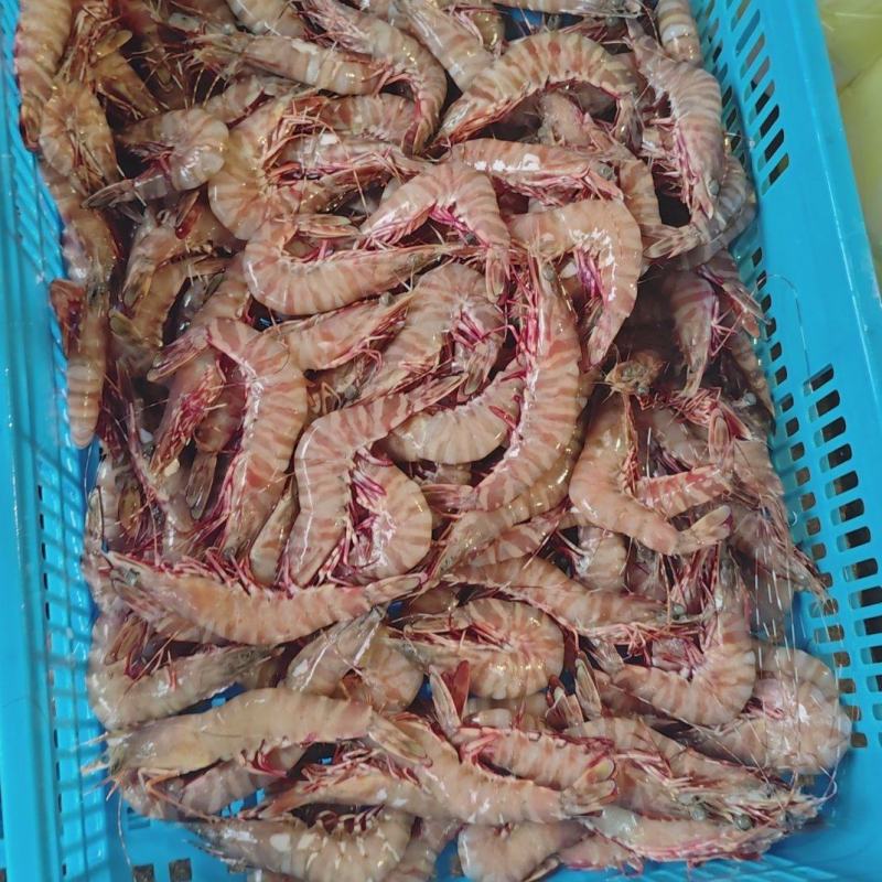 福州福清马尾九节虾