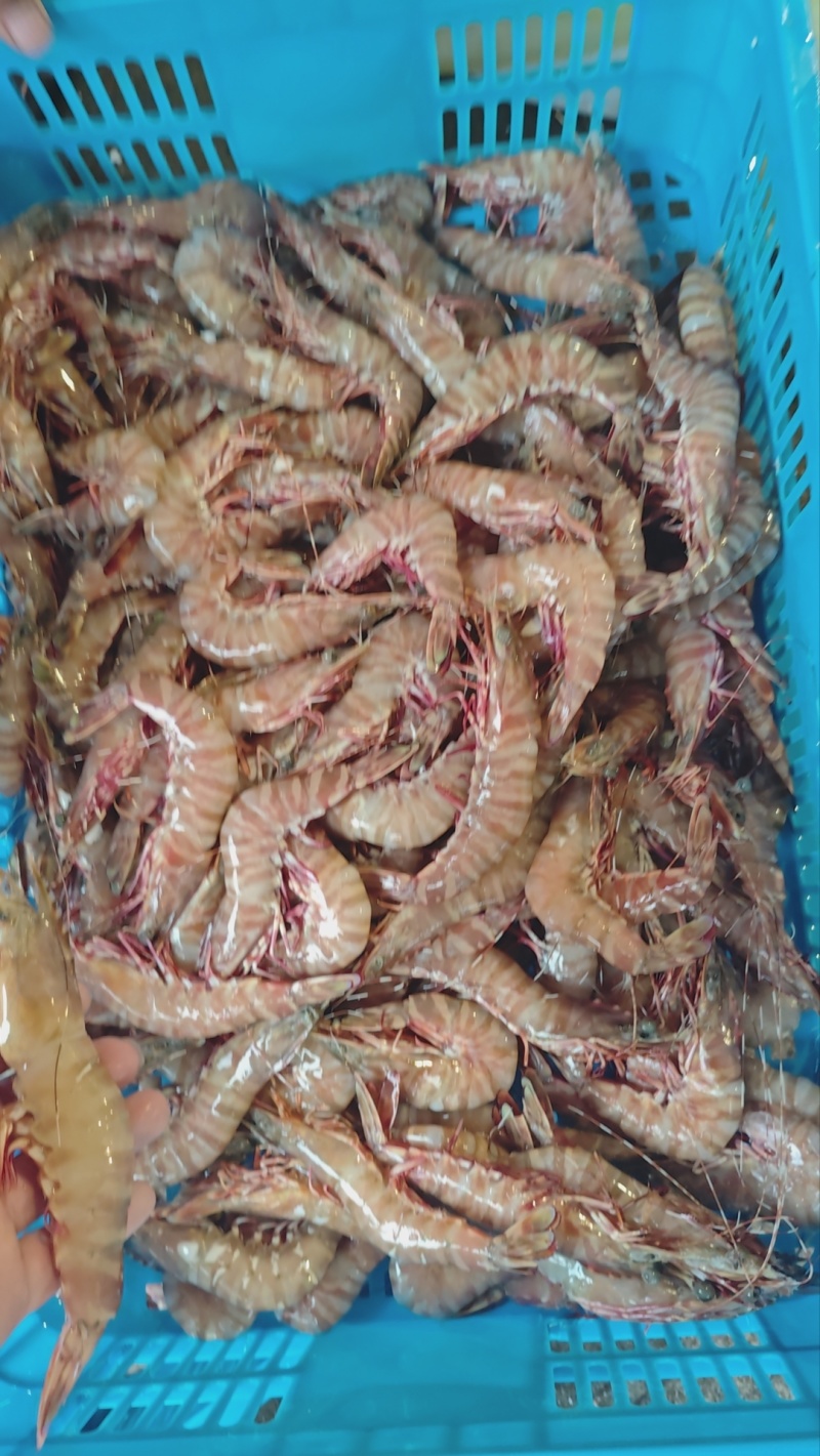 福州福清马尾九节虾