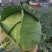 【实力推荐】湖北扁包菜/精品扁包菜/京丰/一手货源