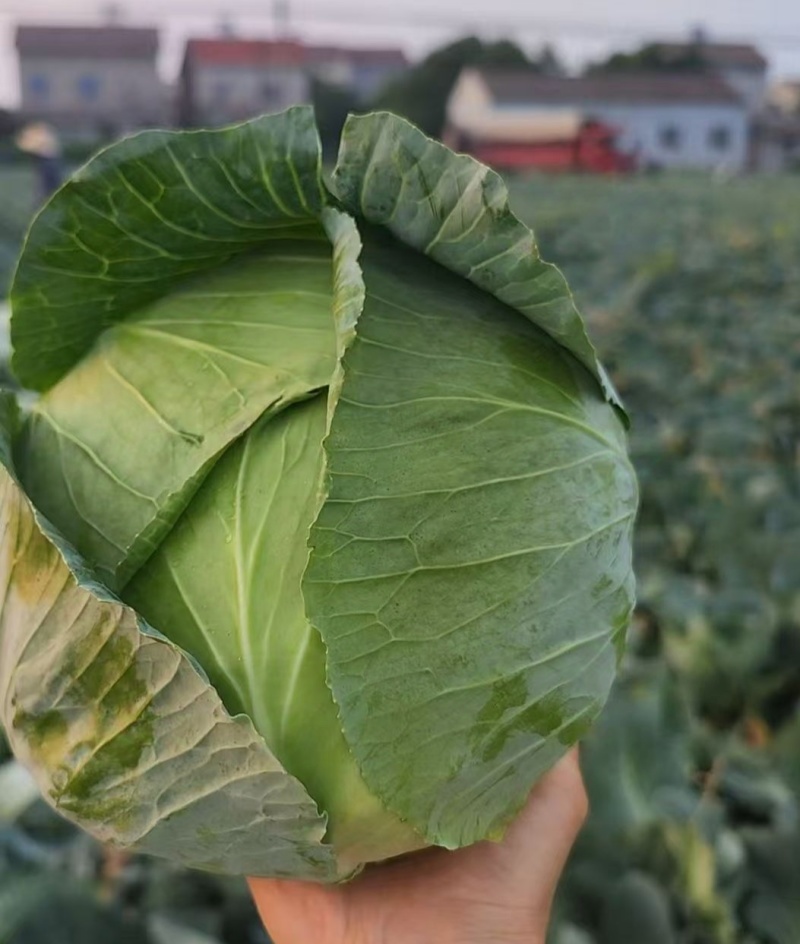 【实力推荐】湖北扁包菜/精品扁包菜/京丰/一手货源