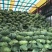 【实力推荐】湖北扁包菜/精品扁包菜/京丰/一手货源