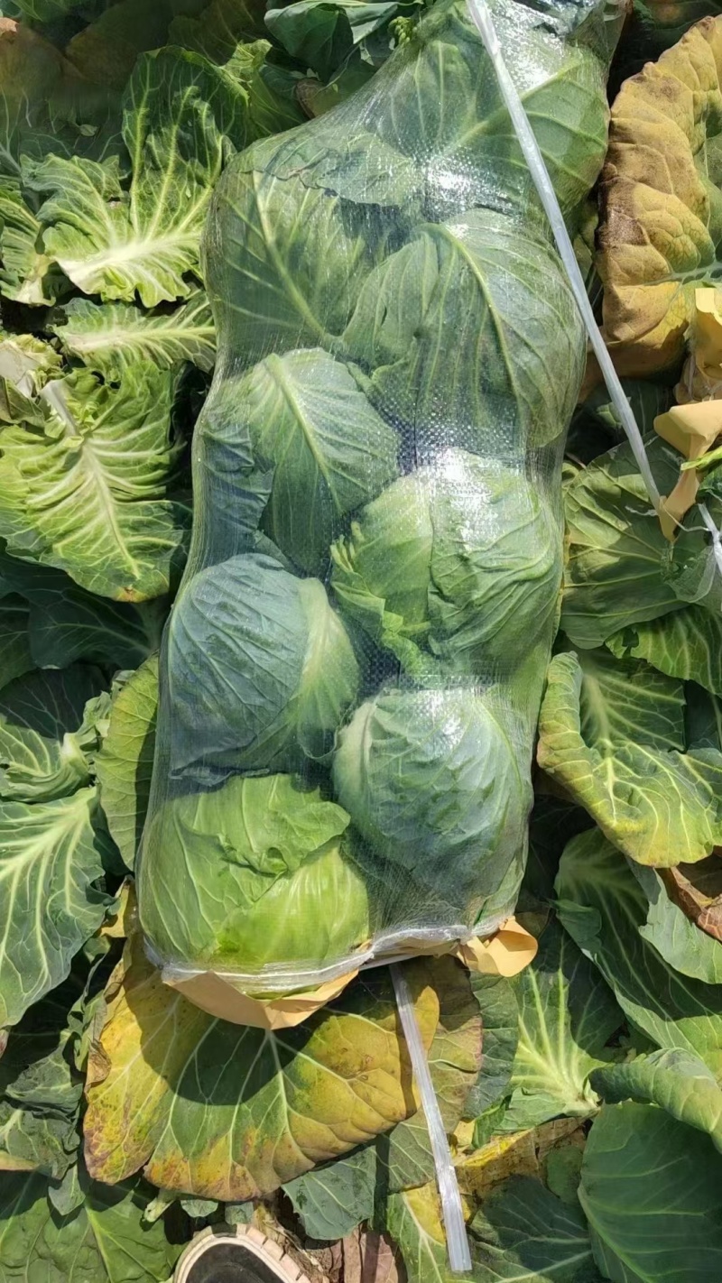 【实力推荐】湖北甘蓝/圆包菜/精品包菜/一手货源/欢迎咨