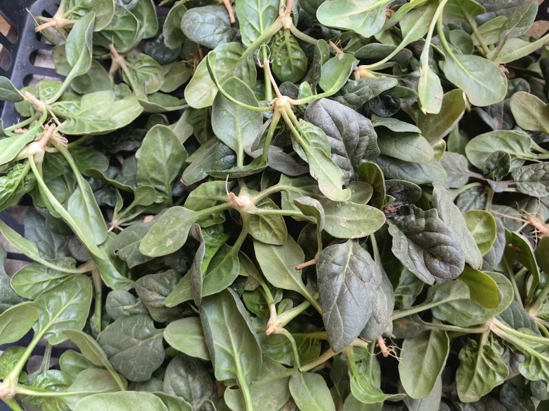 河南周口扶沟县兰若寺禅耕农场趴地菠菜。