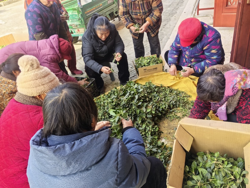 河南周口扶沟县兰若寺禅耕农场趴地菠菜。