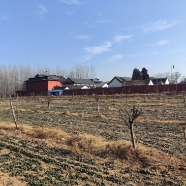 河南周口扶沟县兰若寺禅耕农场趴地菠菜。