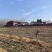 河南周口扶沟县兰若寺禅耕农场趴地菠菜。