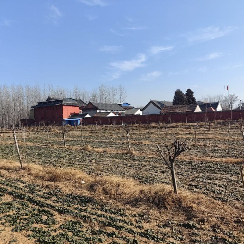 河南周口扶沟县兰若寺禅耕农场趴地菠菜。