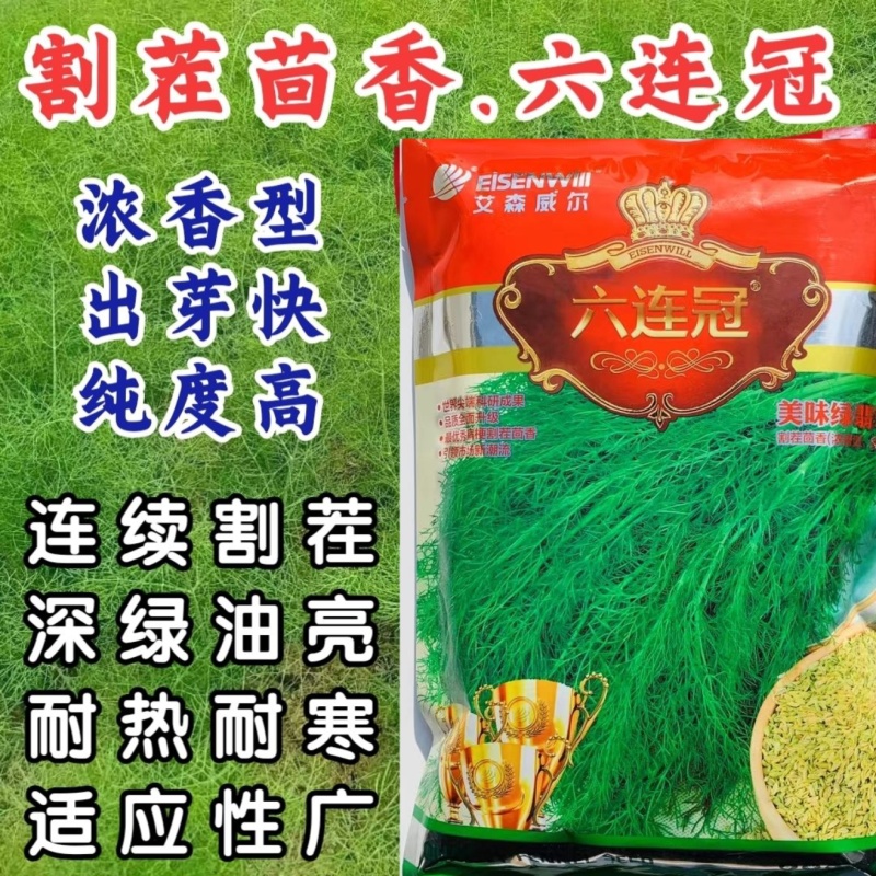 正品六连冠美味绿翡翠割茬茴香种子田园小茴香种籽多次割茬菜
