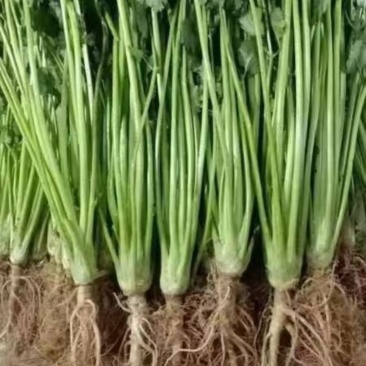安丘精品小把铁杆青香菜，大量供应！好货大量供应！